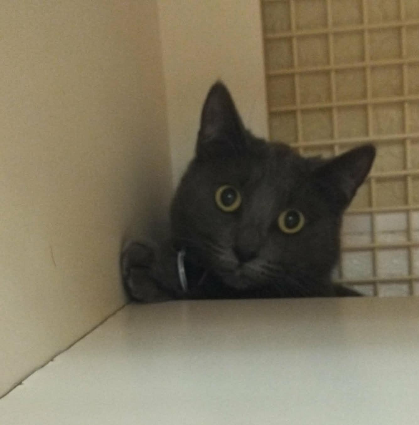 Click for full size picture - Bomba Cat