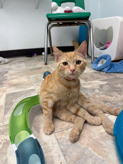 Kitten 27285 (Zinnia)