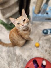 Kitten 27285 (Zinnia)