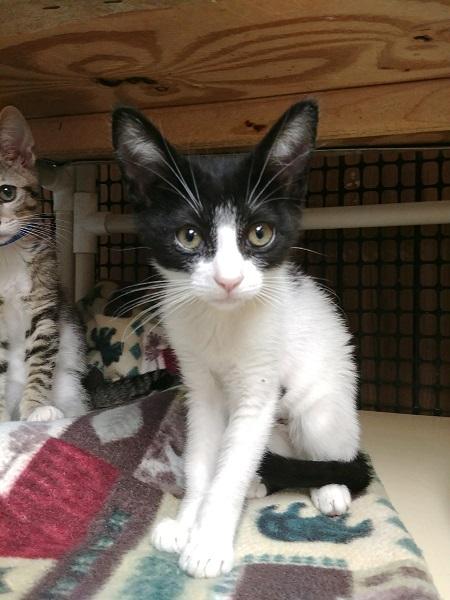 Kitten 16986 Kitten 16986