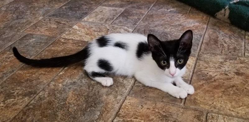 Kitten 16986 Kitten 16986