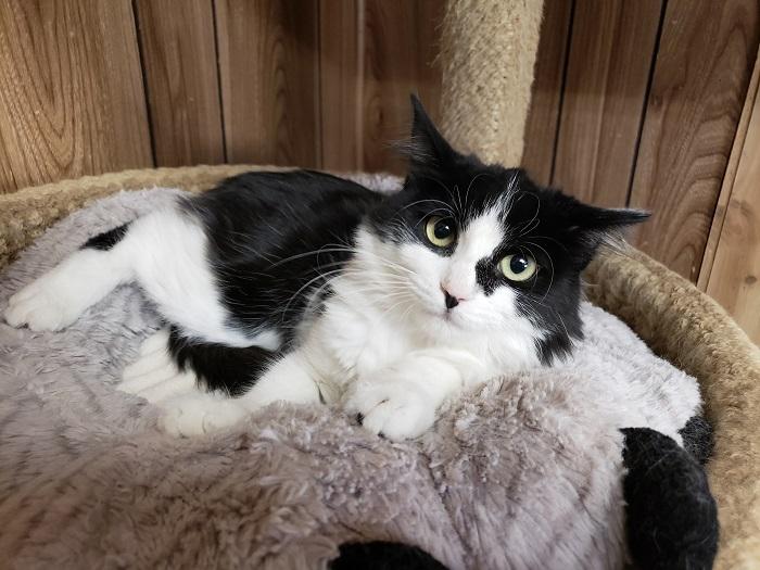 adopt how to get a doctors note for a cat
