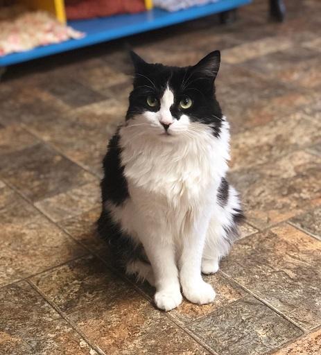 Cat 17386 (Tobie) Cat 17386 (Tobie)