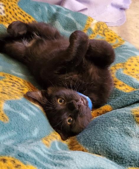 Kitten 19986 Kitten 19986