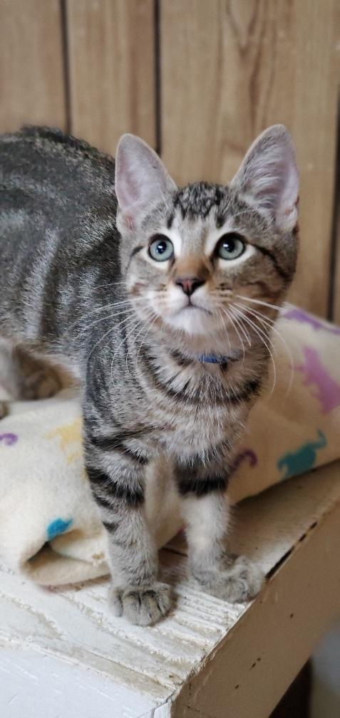 Kitten 20586 Kitten 20586