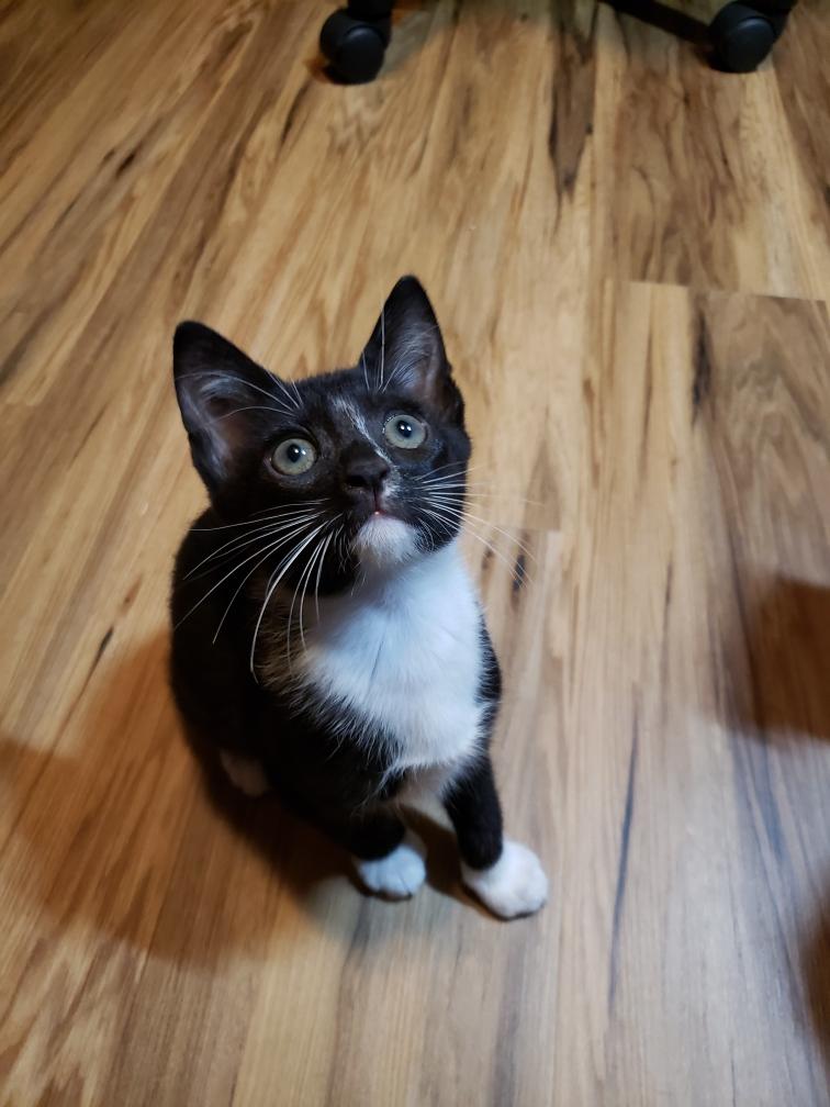 Domino Domino