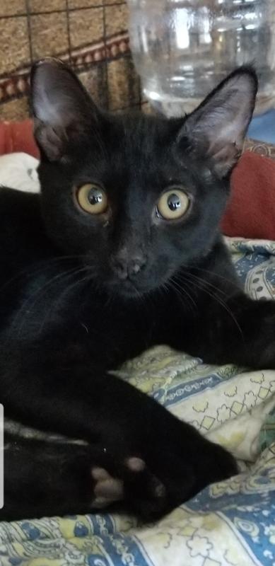 Pierre Pierre