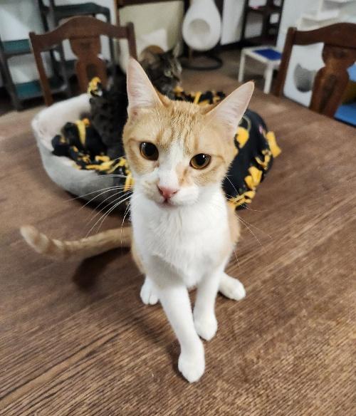 Cat 26786 (Cleo)