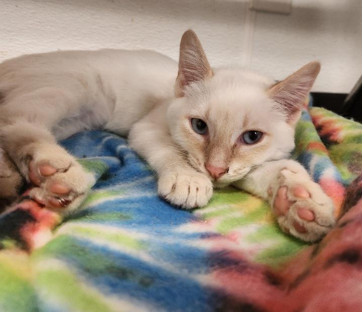 Kitten 27286 (Mr. Freeze)