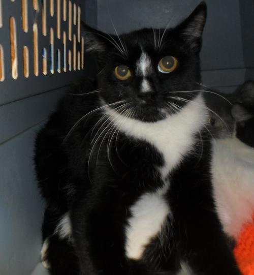 Oreo Kitten 8887 Oreo Kitten 8887