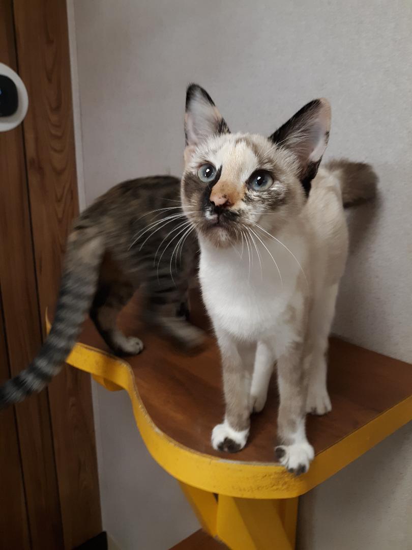 Kitten 20187 Kitten 20187