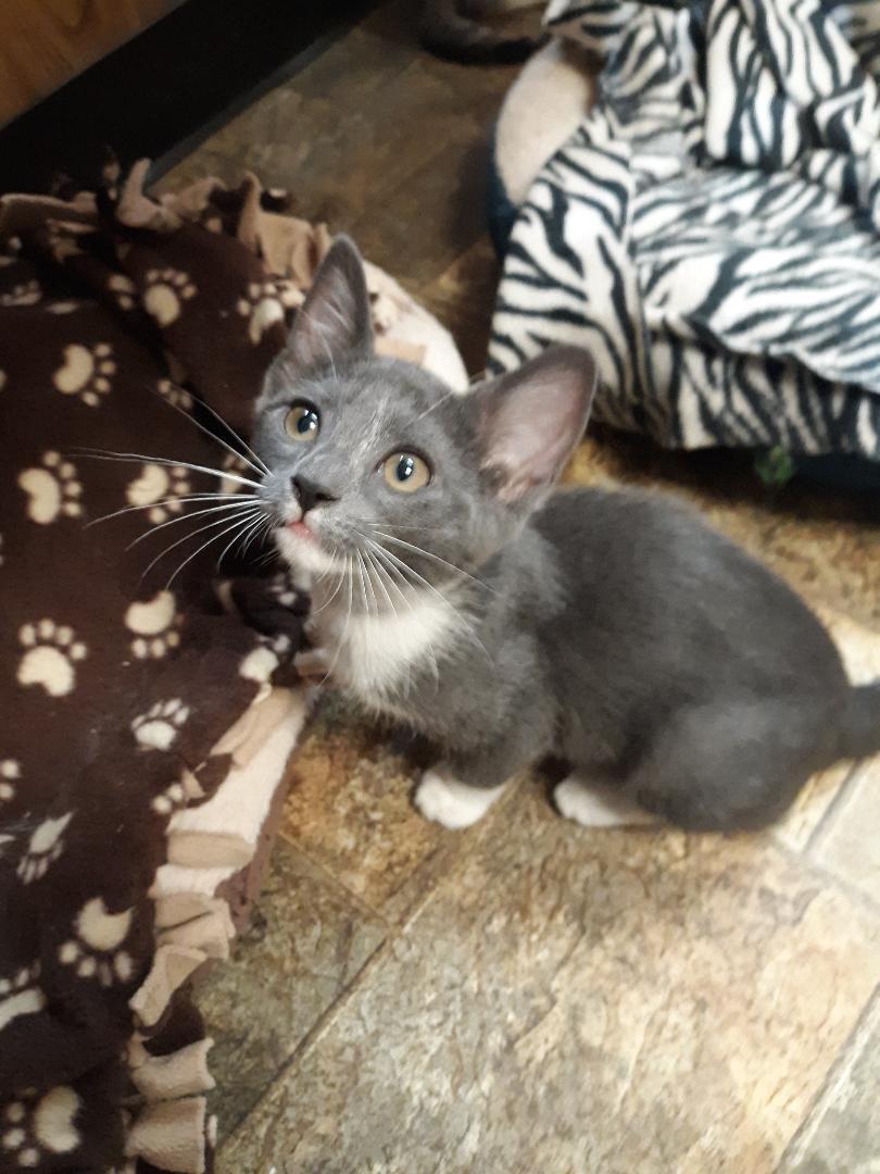 Kitten 20387 (Linguine) Kitten 20387 (Linguine)