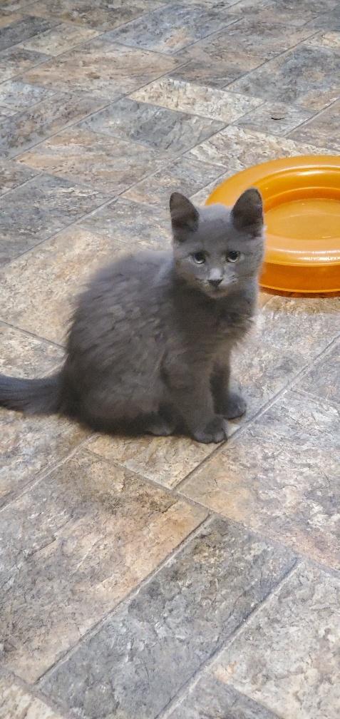 Kitten 20587 Kitten 20587