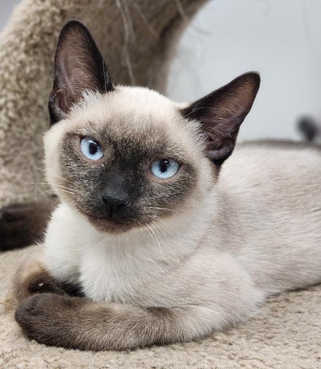 Kitten 27287 (Romeo)