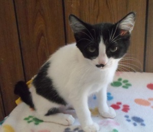 kitten 8888 (Pierre)