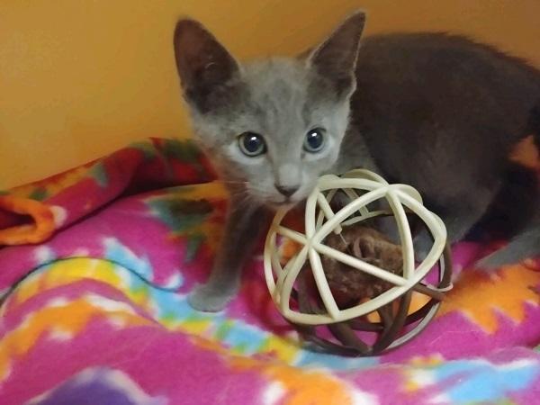 Kitten 17088 Kitten 17088