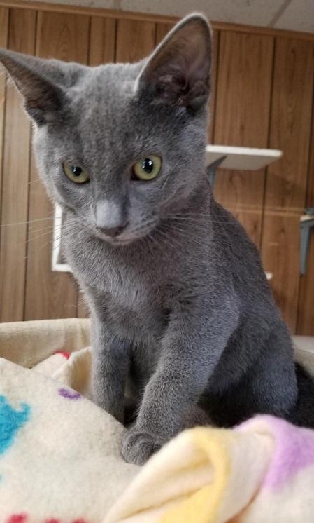 Kitten 17088 Kitten 17088
