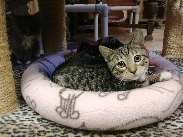 Kitten 17188 Kitten 17188