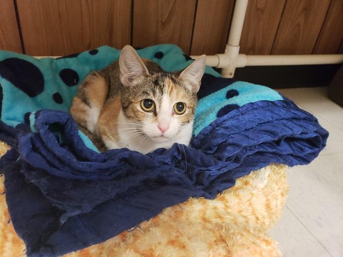 Kitten 17588 Kitten 17588