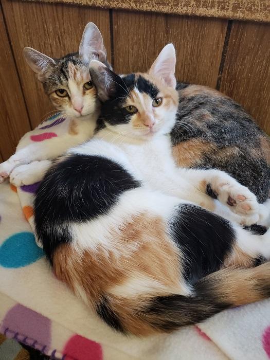 Kitten 17588 Kitten 17588