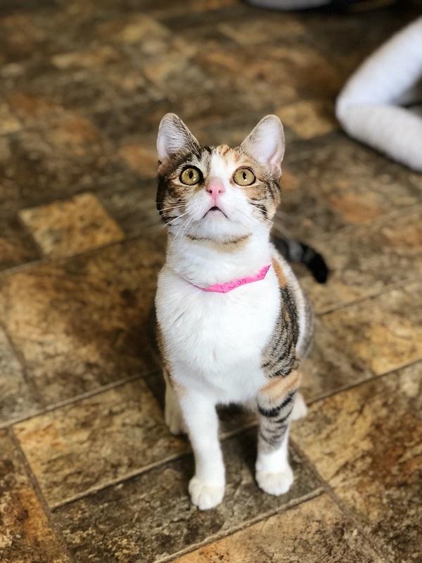 Kitten 17588 (Lucy) Kitten 17588 (Lucy)