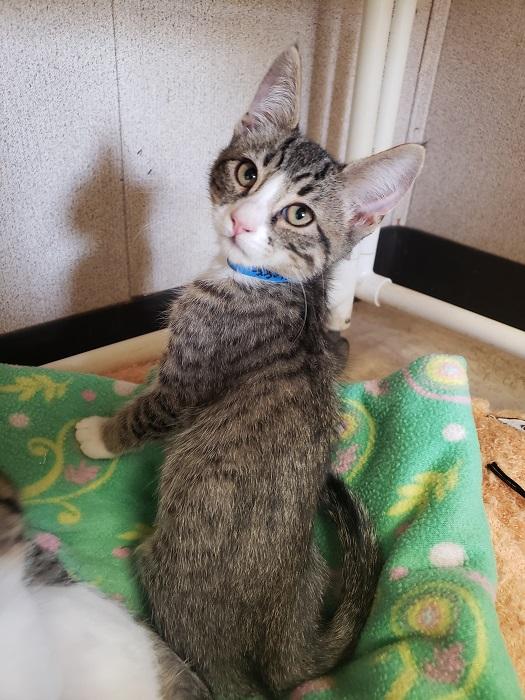 Kitten 17688 Kitten 17688
