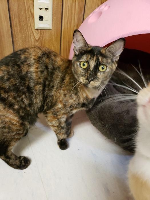 Kitten 17888 Kitten 17888