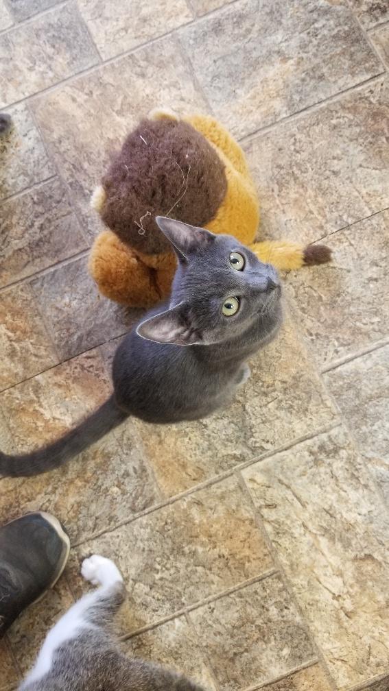 Kitten 18188 Kitten 18188