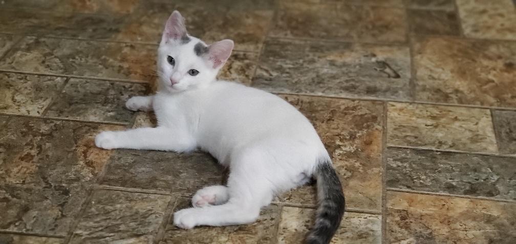 Kitten 20388 (Bullet) Kitten 20388 (Bullet)