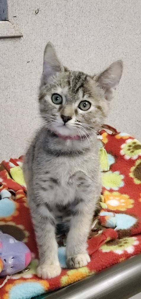 Kitten 20588 Kitten 20588