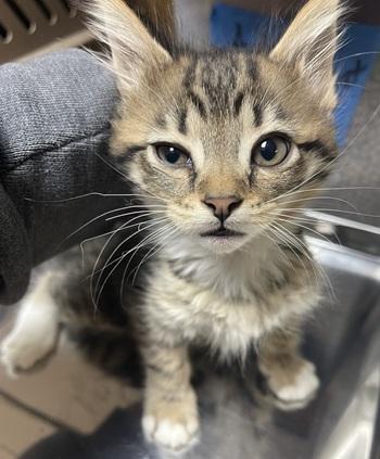 Click for full size picture - Kitten 27588 (Daffodil)