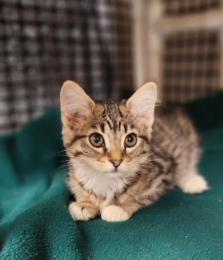 Click for full size picture - Kitten 27588 (Daffodil)