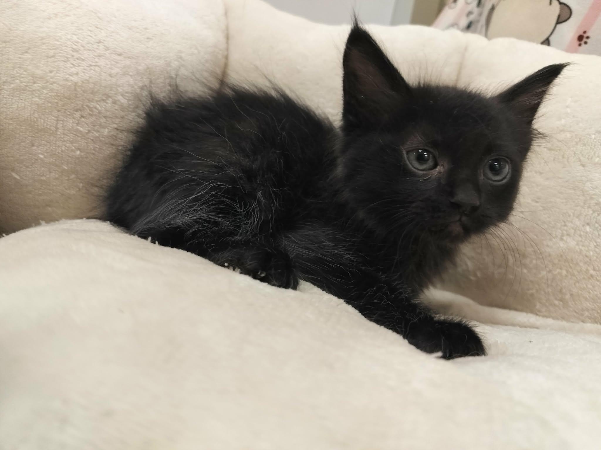 Click for full size picture - Dexter