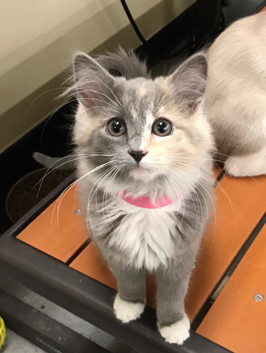 Rapunzel The Cat House on the Kings