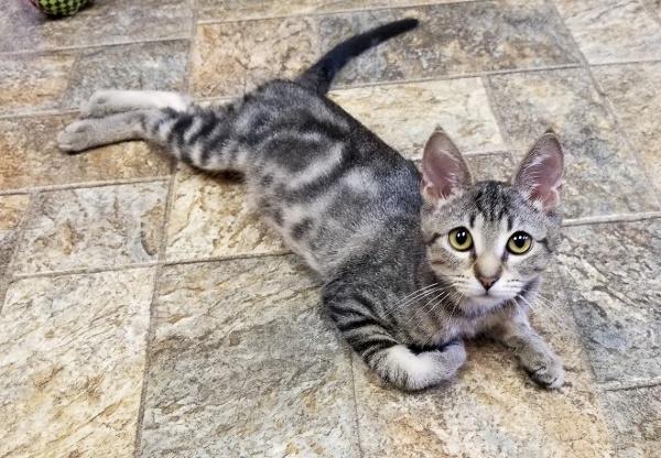Kitten 16989 Kitten 16989