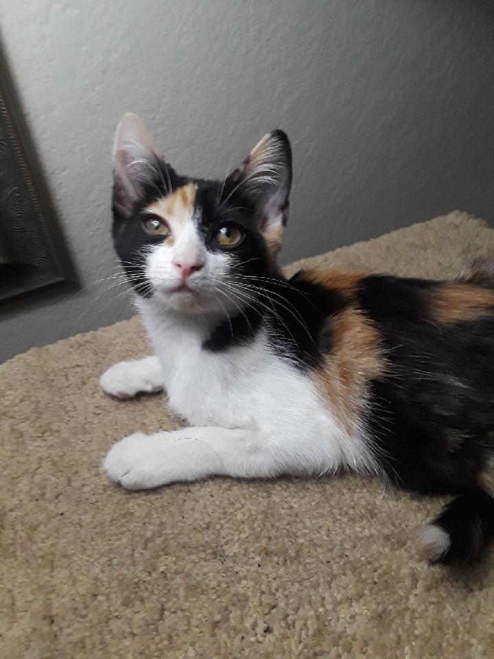 Penelope Penelope