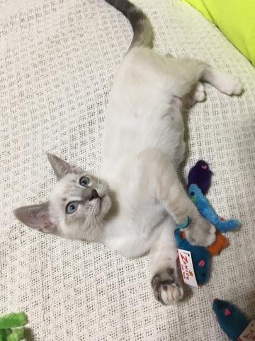 Bebe Bebe