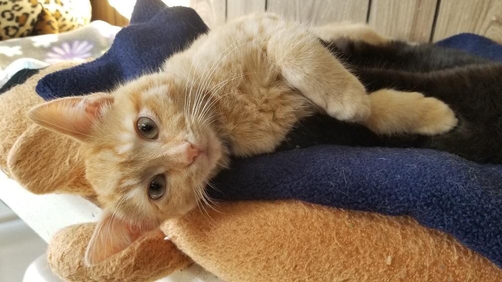 Kitten 19489 Kitten 19489