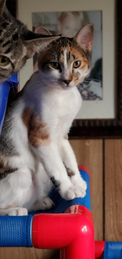 Kitten 20189 Kitten 20189