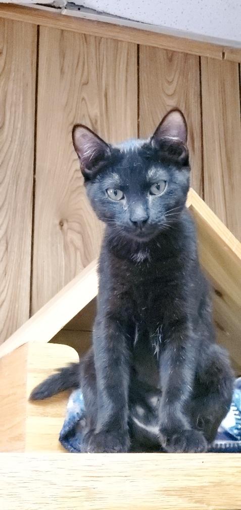 Cat 21689 (Oliva)