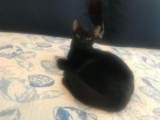 Cinder Cinder