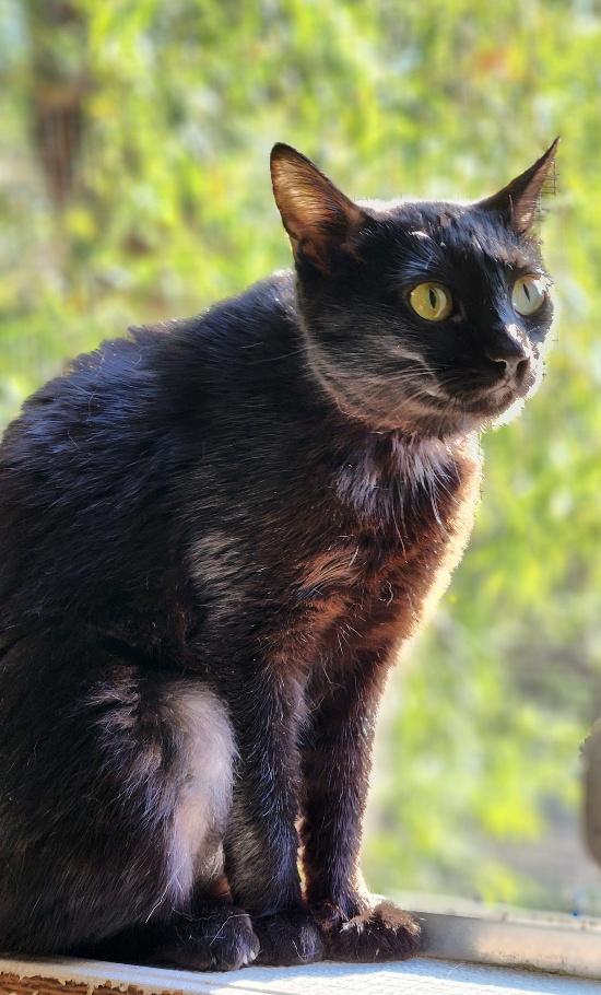 Cat 26789 (Lechuza)