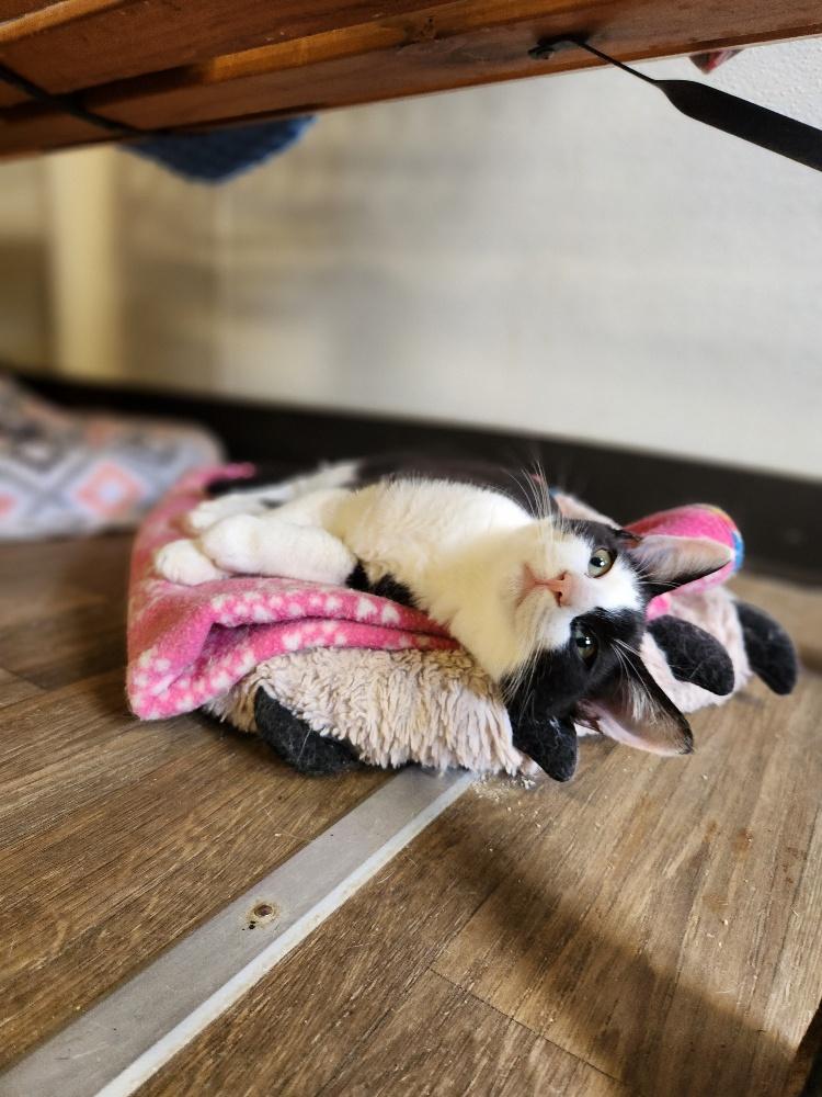 Kitten 27389 (Webster)