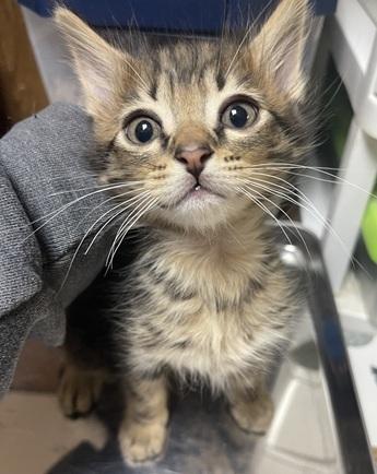 Click for full size picture - Kitten 27589 (Sparky)