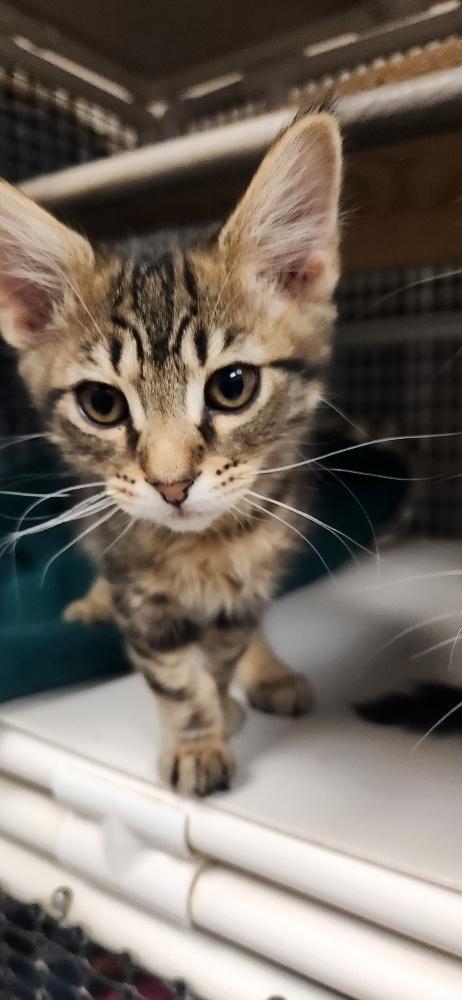 Kitten 27589 (Sparky)