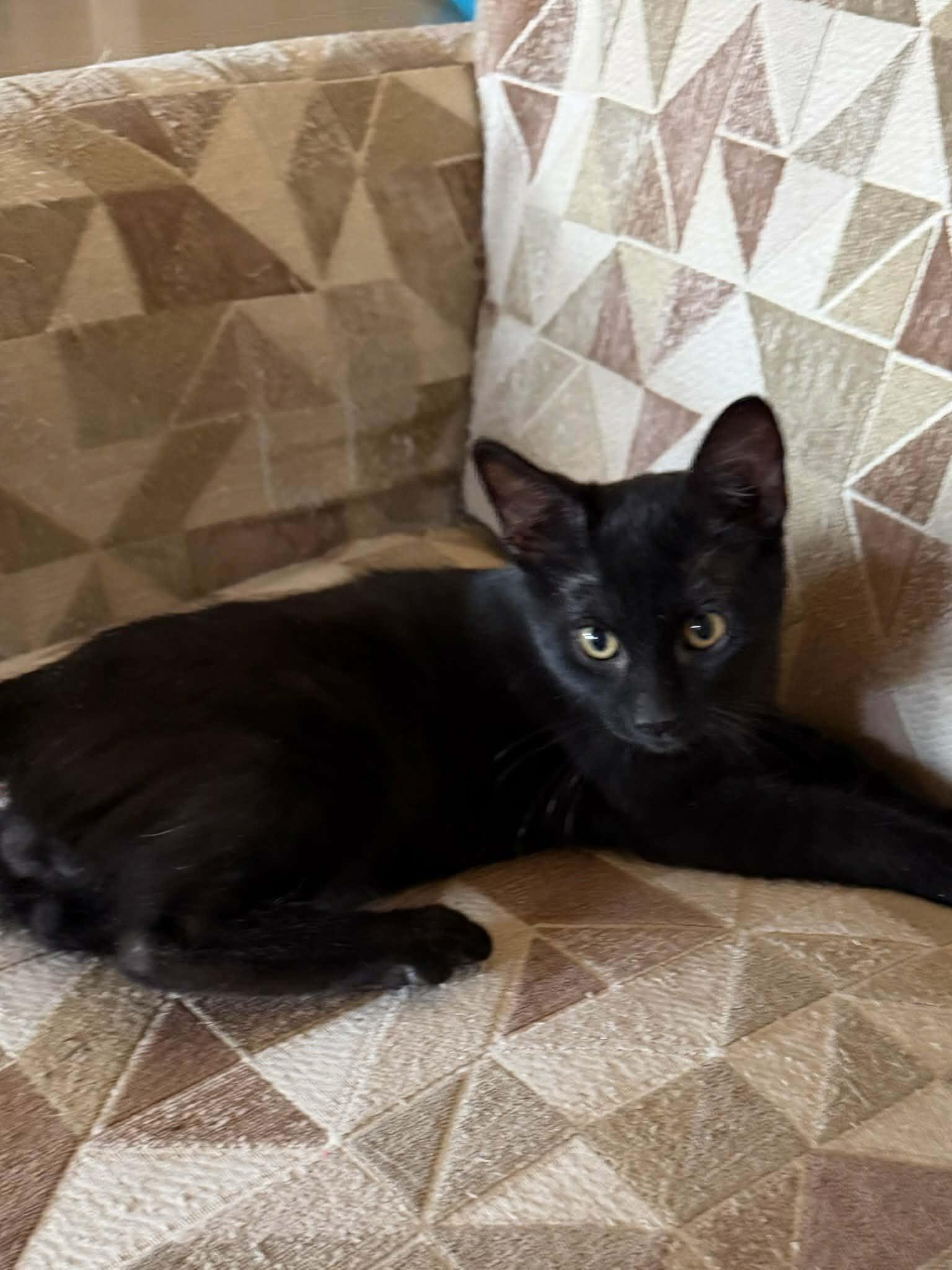 Click for full size picture - Angus