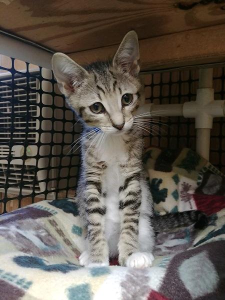 Kitten 16990 Kitten 16990
