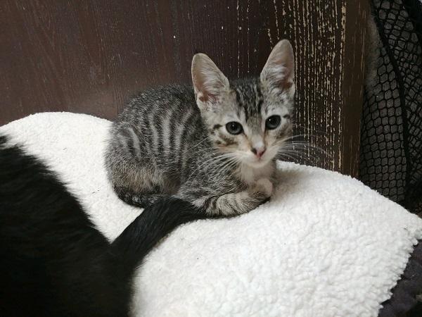 Kitten 17090 Kitten 17090