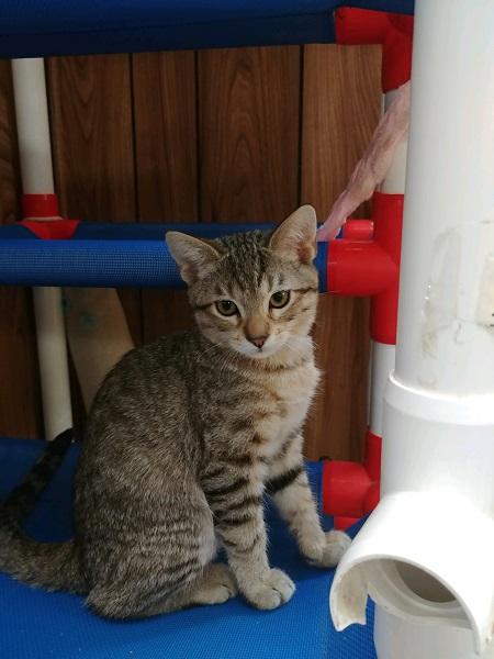 Kitten 17190 Kitten 17190