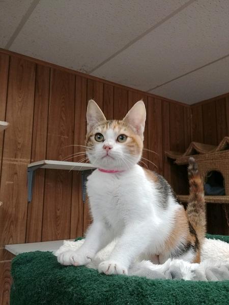 Kitten 17390 Kitten 17390